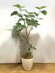 ウンベラータ 10号 | 観葉植物の通販ならHitoHana（ひとはな）