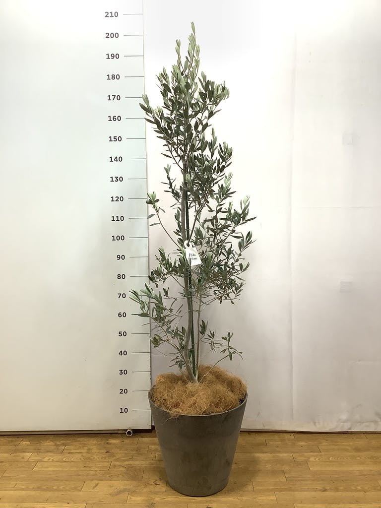 観葉植物 オリーブ 10号 チプレッシーノ アートストーン ラウンド