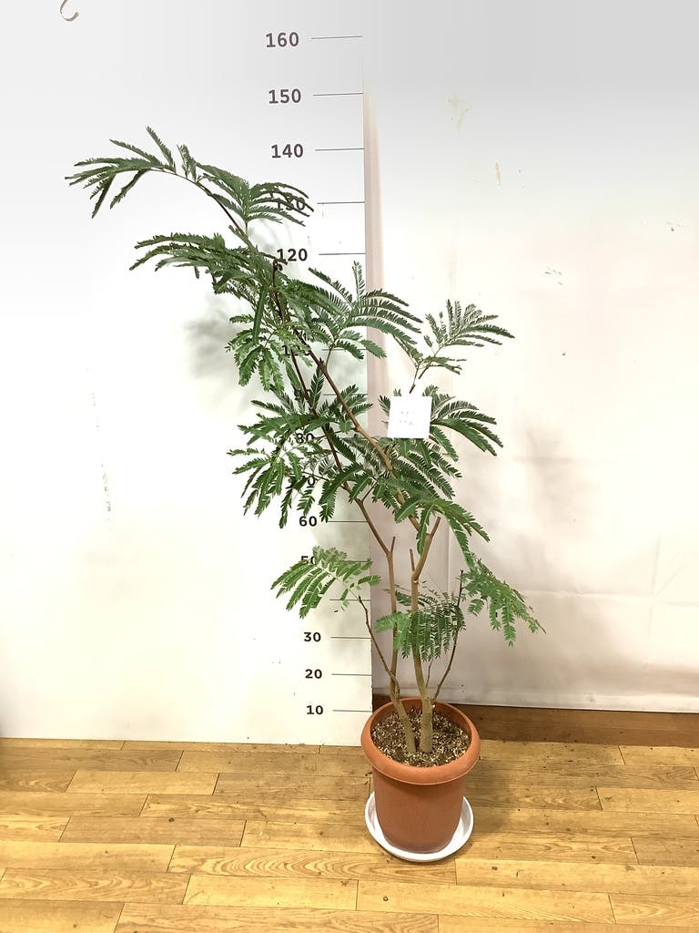観葉植物 エバーフレッシュ 8号 ボサ造り プラスチック鉢 | 観葉植物
