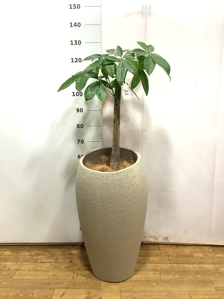 観葉植物 パキラ 8号 朴 ジュピター 白 付き | 観葉植物ならHitoHana