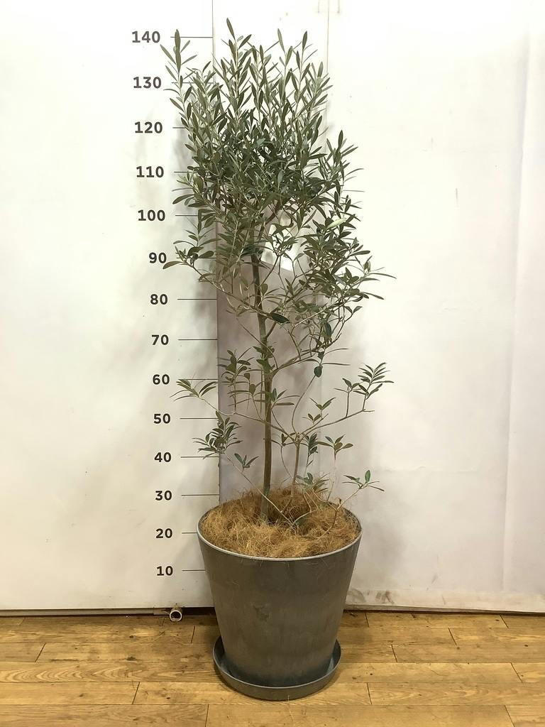 オリーブの木 9号 | 観葉植物通販 HitoHana（ひとはな）