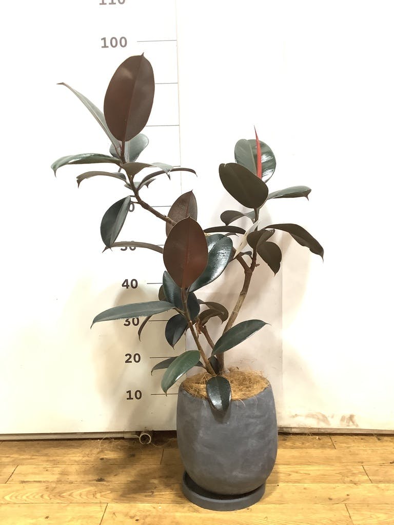 観葉植物 フィカス バーガンディ 6号 曲り スタンダードポット