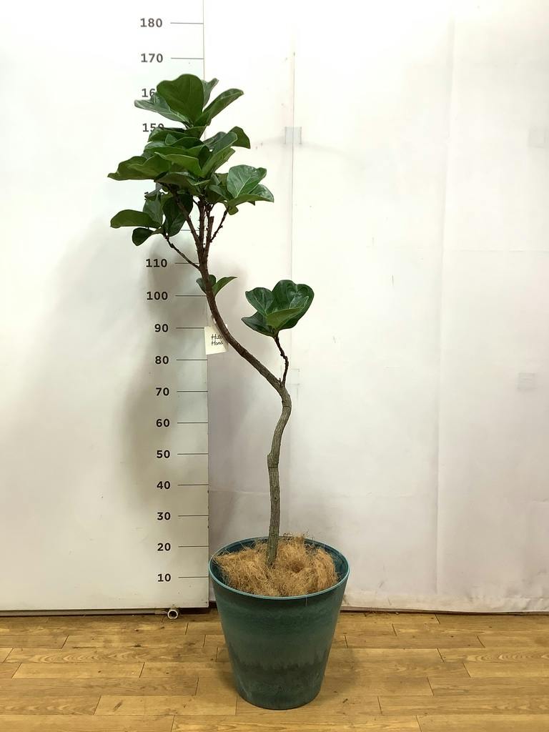 カシワバゴムの木 バンビーノ | 観葉植物通販HitoHana(ひとはな)