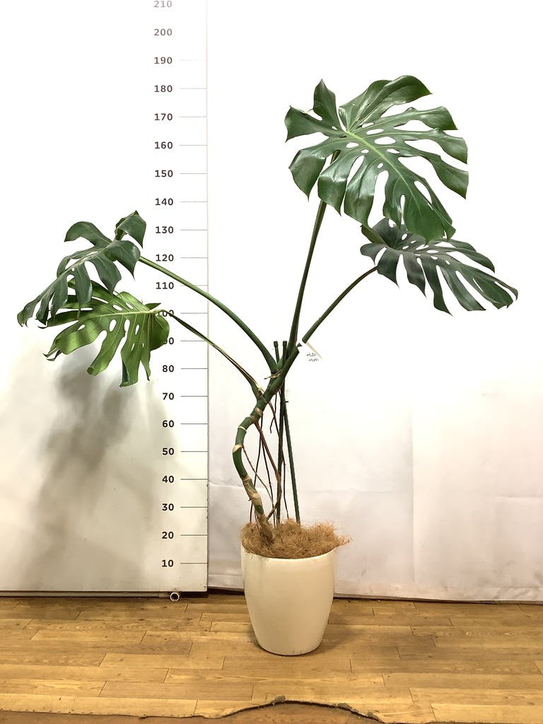 モンステラ 根あがり | 観葉植物通販 Hitohana（ひとはな）