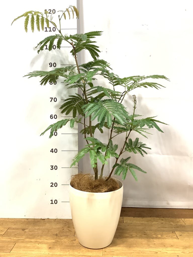 観葉植物 エバーフレッシュ 観葉植物 エバーフレッシュ 【180cm】 13号 #72046 ※1都3県配送限定