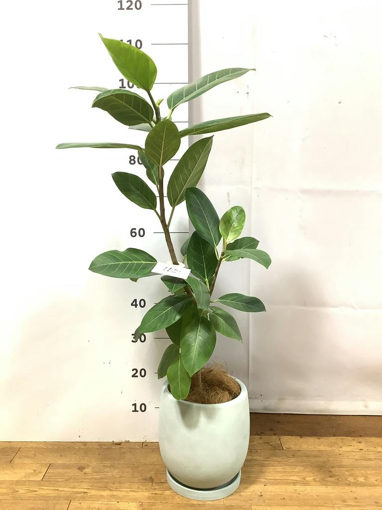 フィカス アルテシーマ 10号 | 観葉植物 | インテリアやギフトに