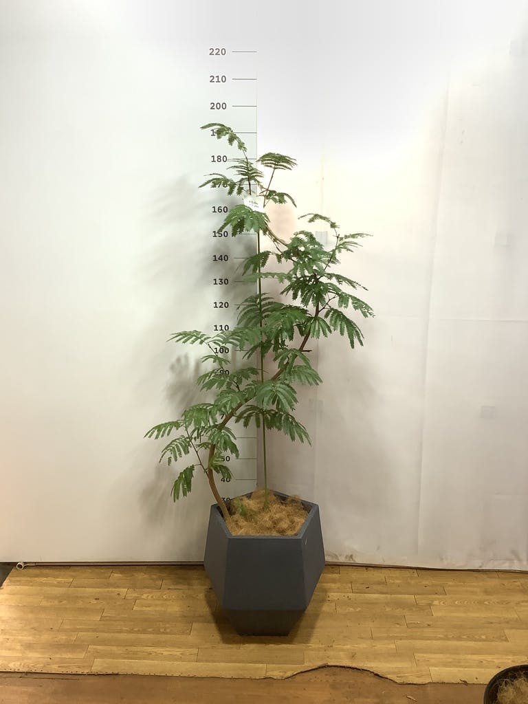 エバーフレッシュ 曲がり | 観葉植物通販 Hitohana（ひとはな）