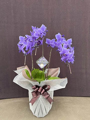胡蝶蘭ブルージーンの通販 | HitoHana（ひとはな）