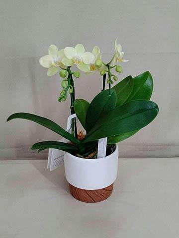 ミニ胡蝶蘭 ピンク 花笑み 2本立ち 陶器（白）鉢付き | 胡蝶蘭なら