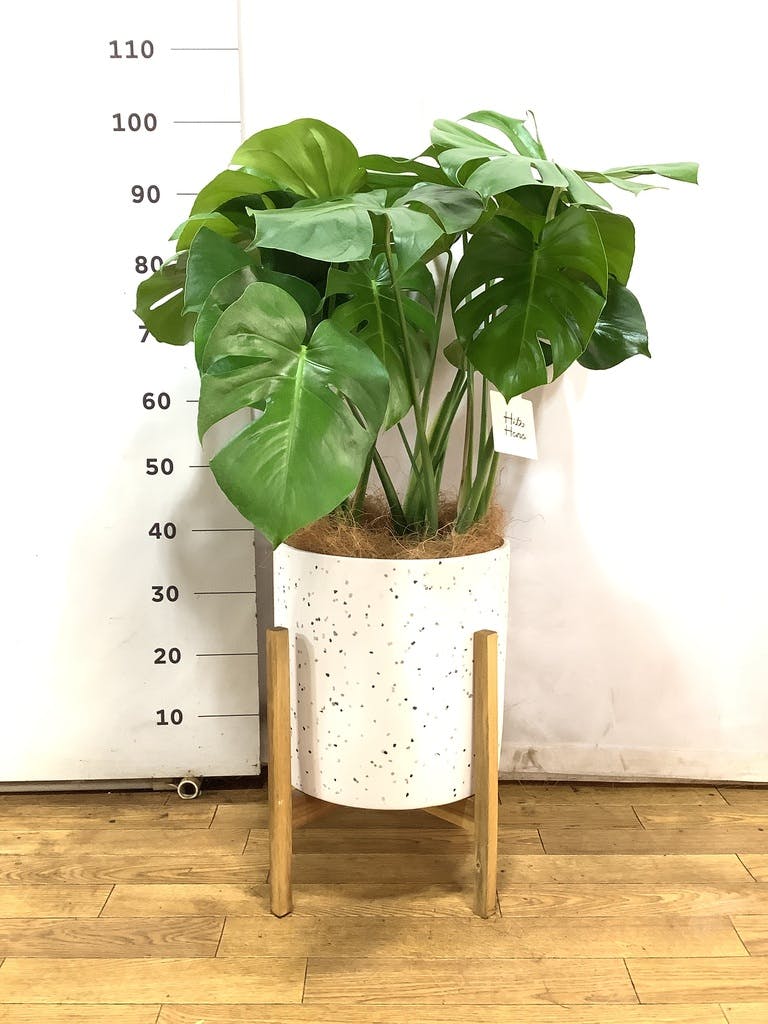観葉植物 モンステラ 8号 ボサ造り ベータ キューブプランター ウッド