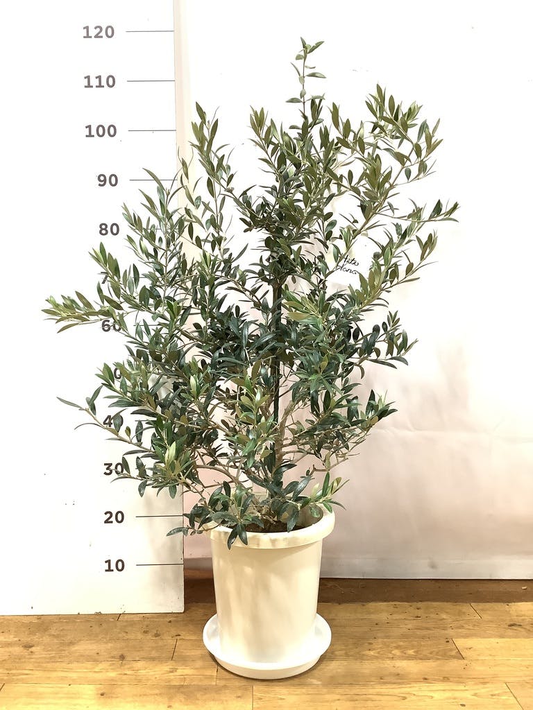 オリーブの木 アルベキーナ | 観葉植物 | 送料無料でお届け - Hitohana