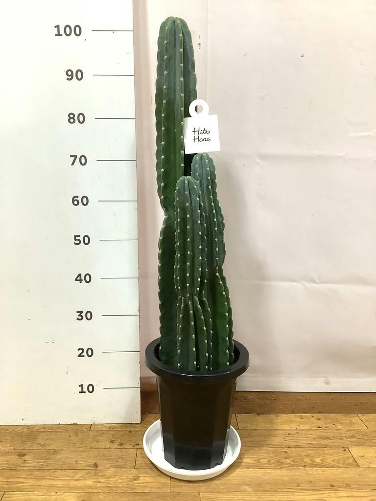 観葉植物 柱サボテン 8号 プラスチック鉢 | 観葉植物ならHitoHana(ひと