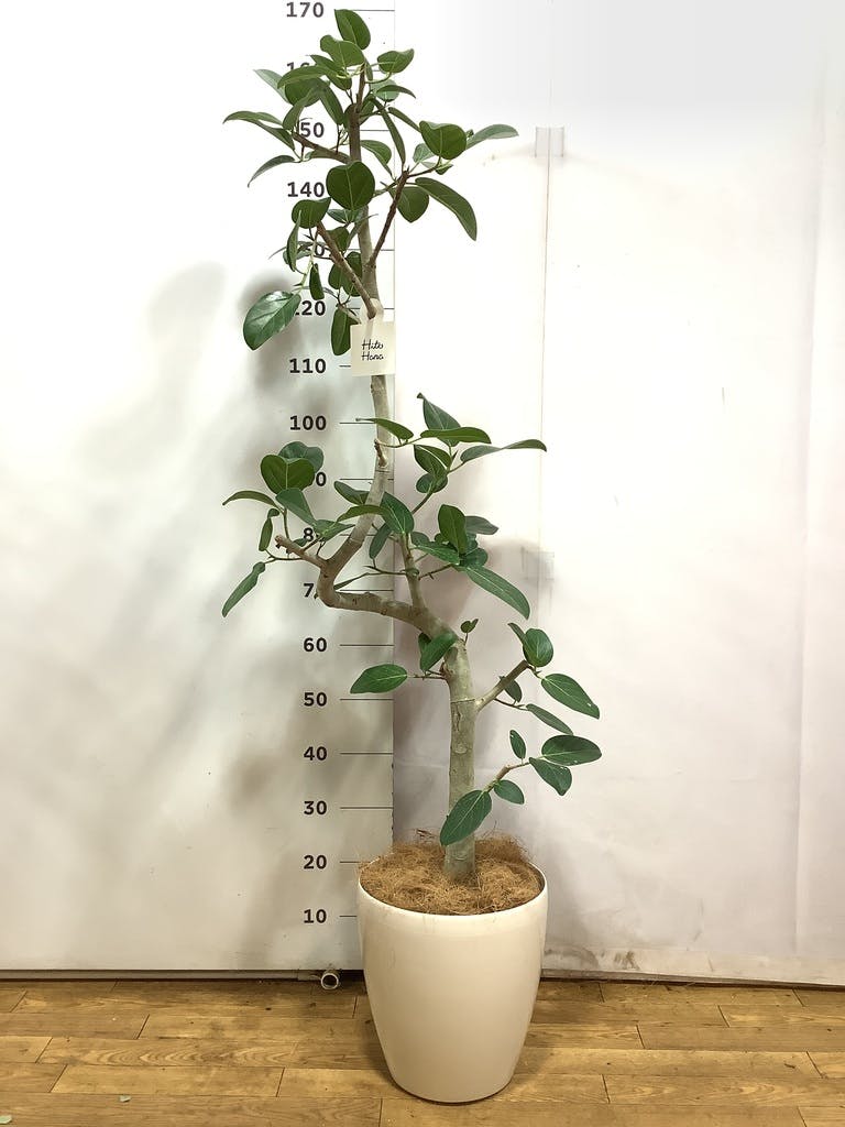 観葉植物 フィカス ベンガレンシス 8号 曲り ラスターポット 付き