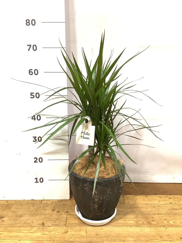 ドラセナ コンシンネ 一本立ち | 観葉植物 | インテリアやギフトに