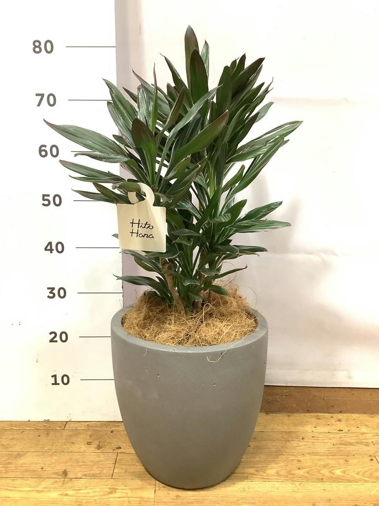 コルディリネ (コルジリネ) サンゴ | 観葉植物通販HitoHana(ひとはな)