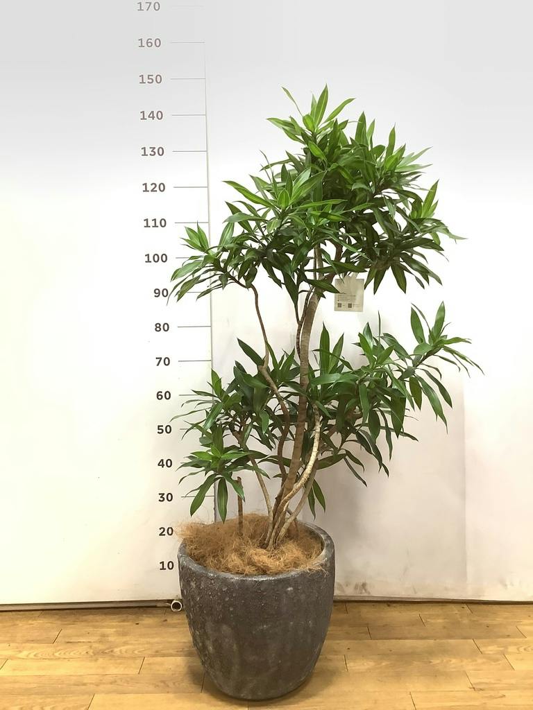 観葉植物 ドラセナ ソング オブ ジャマイカ 8号 アビスソニアミドル 灰