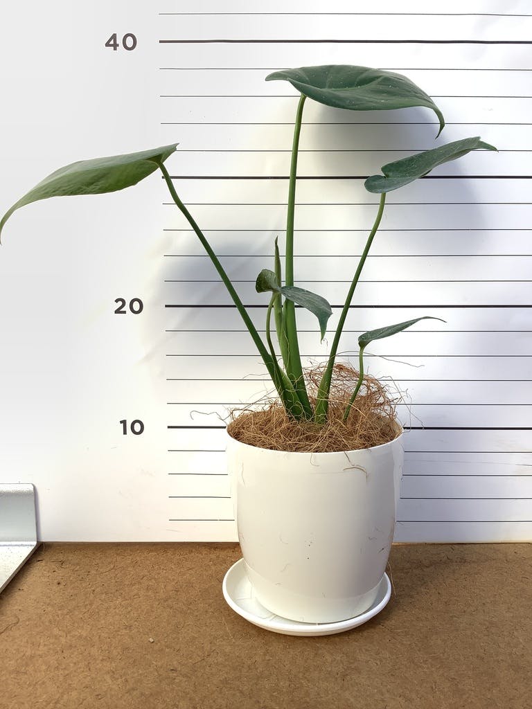 観葉植物 モンステラ 4号 ボサ造り ラスターポット 付き | 観葉植物