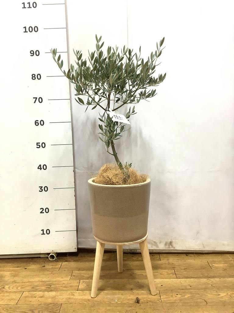 観葉植物 オリーブの木 【220cm】 13号 創樹 ルッカ #73646 ※1都3県