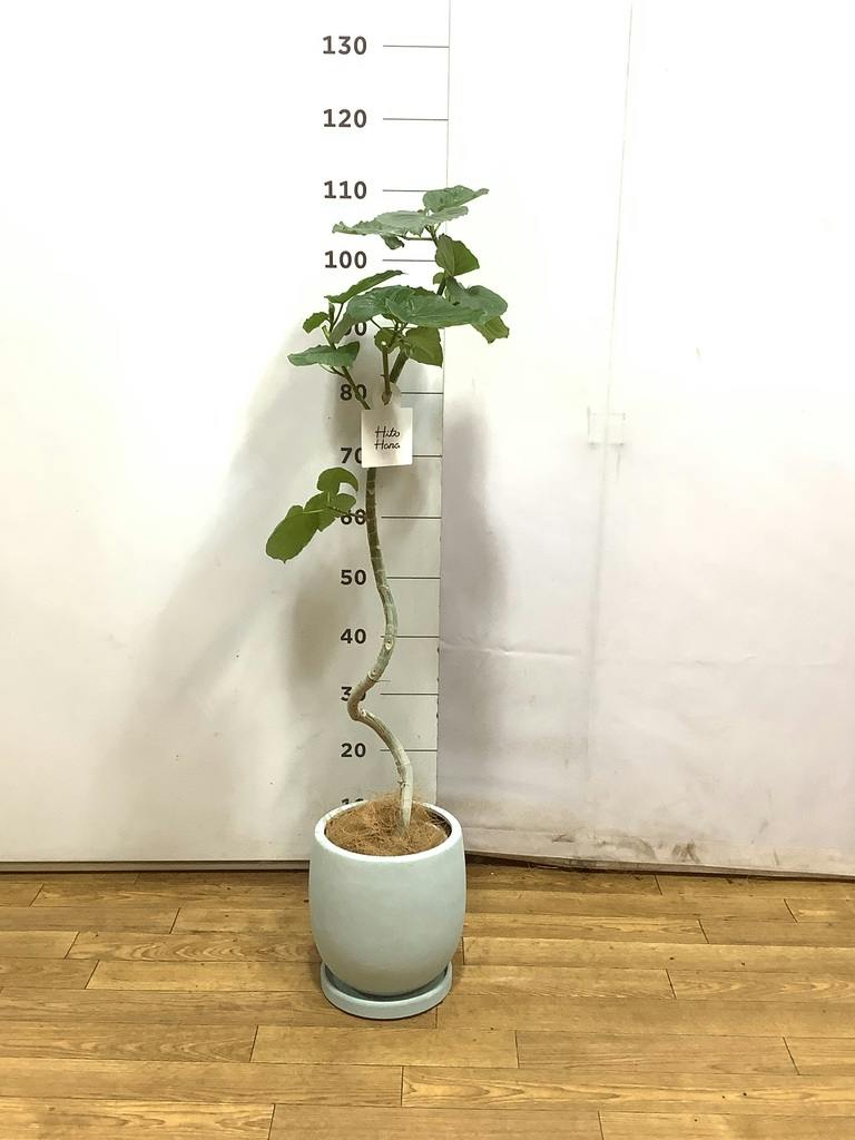 観葉植物 フィカス ウンベラータ 6号 曲り プラスチック鉢 | 観葉植物