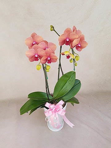 ミディ胡蝶蘭 オレンジ サーフソング 2本立ち サンクスポット | 胡蝶蘭