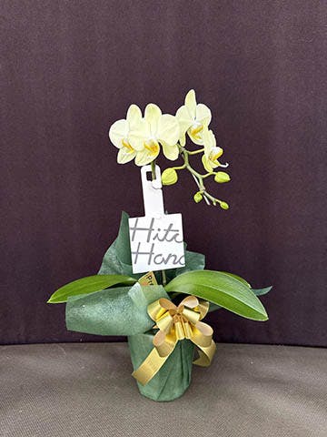 ミディ胡蝶蘭 イエロー ティンカーベル 2本立ち 4号 | 胡蝶蘭なら