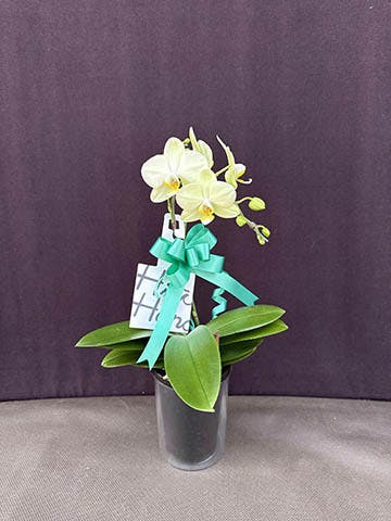 胡蝶蘭 椎名洋ラン園 | HitoHana（ひとはな）