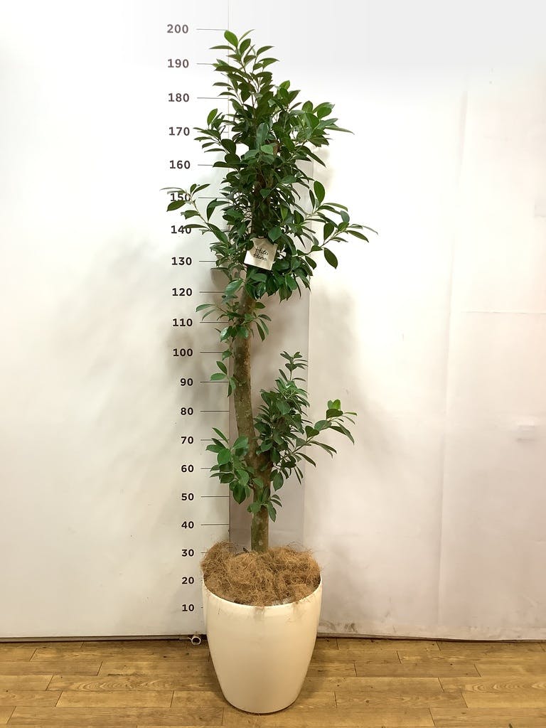 ガジュマル 10号 | 観葉植物 | 送料無料でお届け - Hitohana（ひとはな）