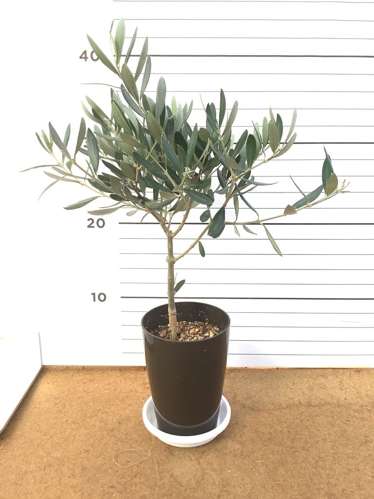 観葉植物 オリーブの木 3号 創樹プラスチック鉢 | 観葉植物なら