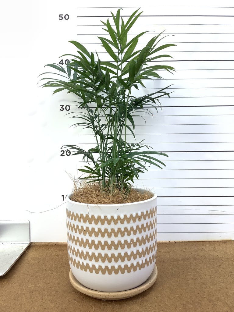 テーブルヤシ 4号 | 観葉植物 | インテリアやギフトに - Hitohana