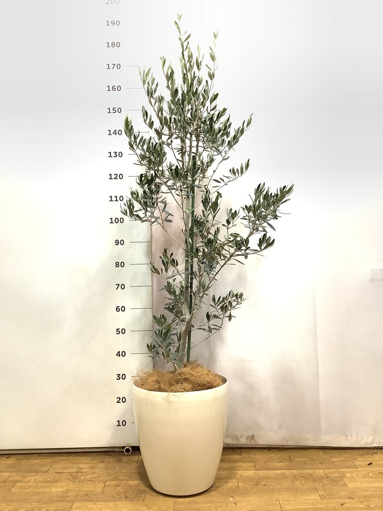 観葉植物 オリーブ 10号 チプレッシーノ ラスターポット 付き | 観葉