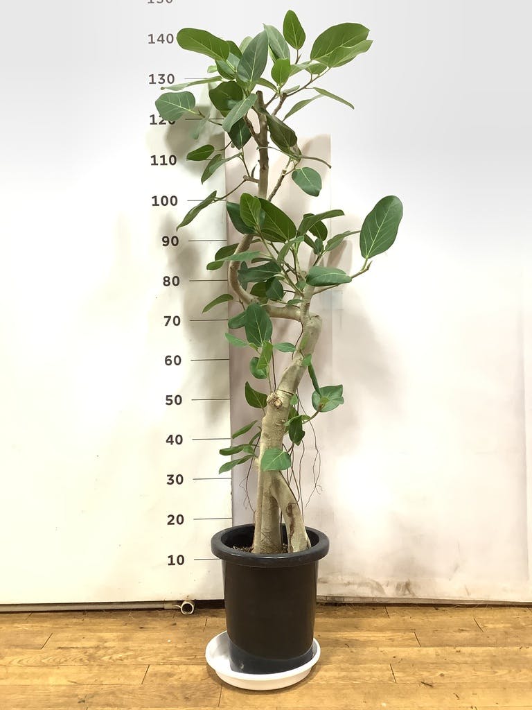 観葉植物 フィカス ベンガレンシス 8号 曲り プラスチック鉢 | 観葉