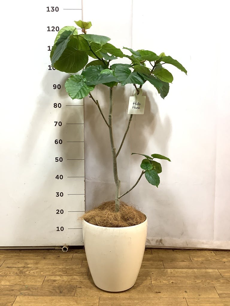 観葉植物 フィカス ウンベラータ 8号 ノーマル ラスターポット 付き