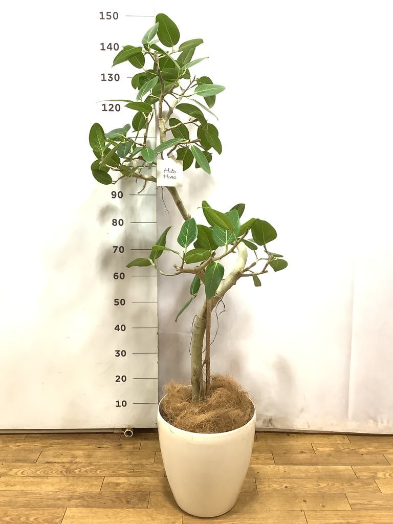 観葉植物 フィカス ベンガレンシス 8号 曲り ラスターポット 付き