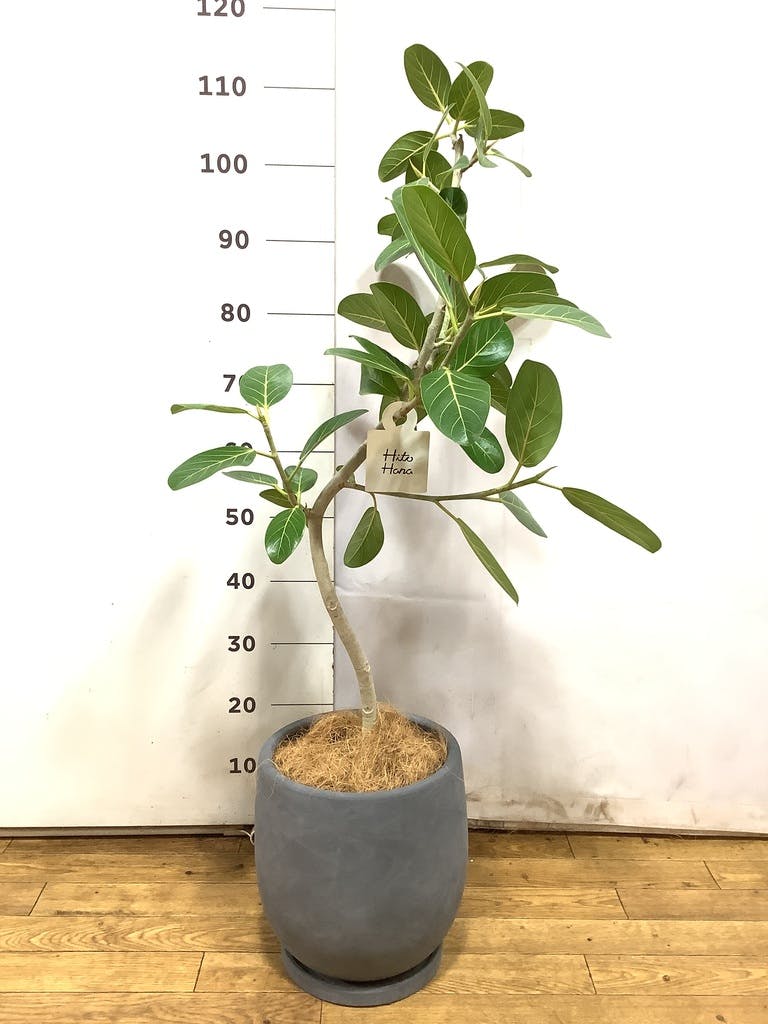 フィカス ベンガレンシス 曲がり | 観葉植物の通販ならHitoHana