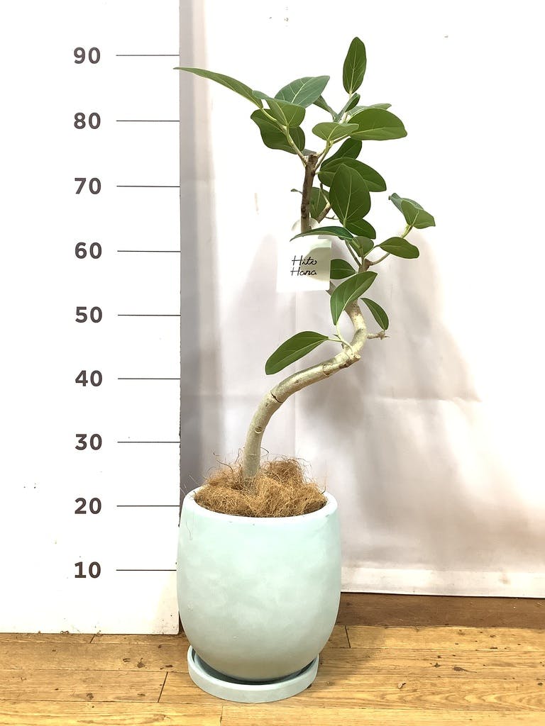 フィカス ベンガレンシス 1点もの（現品・現物） | 観葉植物 | 送料