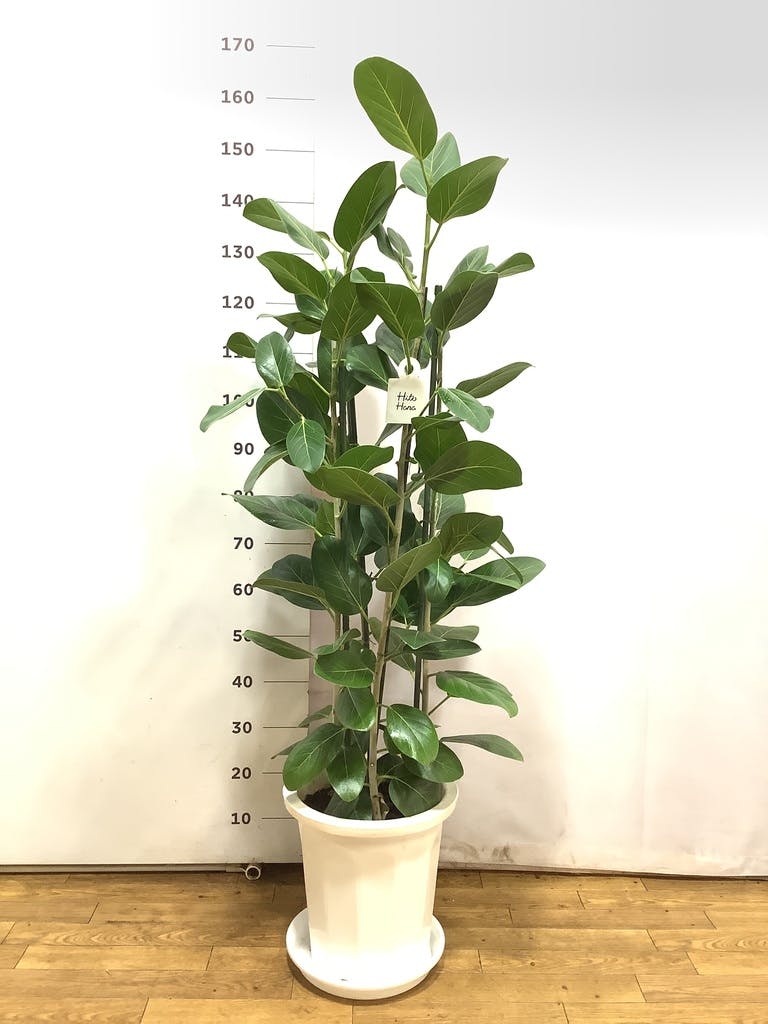 観葉植物 フィカス ベンガレンシス 10号 寄せ ウッドプランター 付き