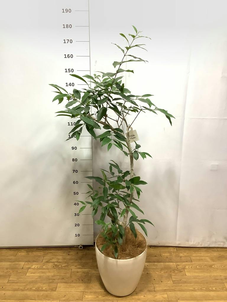 観葉植物 アマゾンオリーブ (ムラサキフトモモ) 10号 ラスターポット 