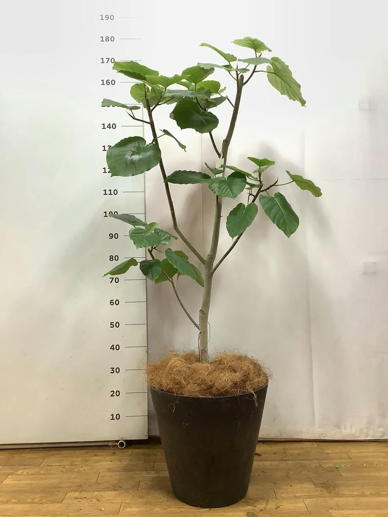 観葉植物 フィカス ウンベラータ 【170cm】 10号 ねじり #72656 ※1都3