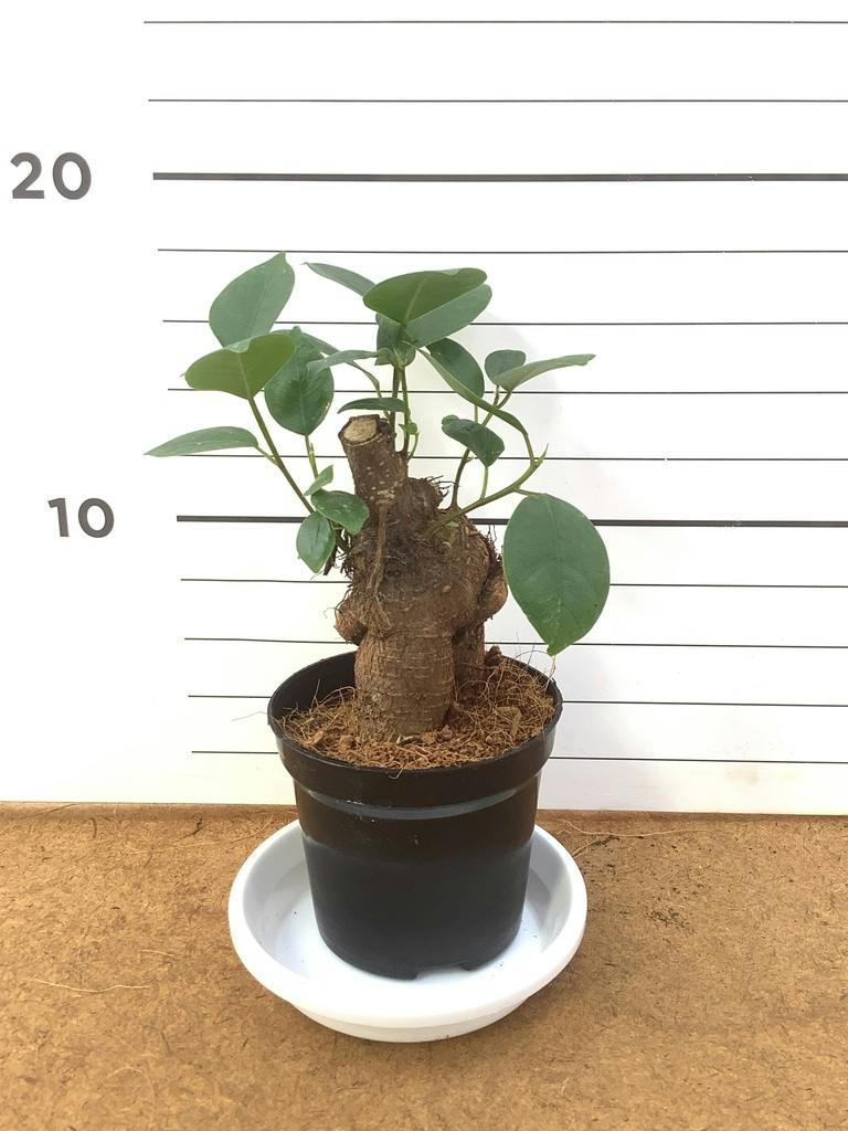 観葉植物 ガジュマル 3号 プラスチック鉢 | 観葉植物ならHitoHana(ひと