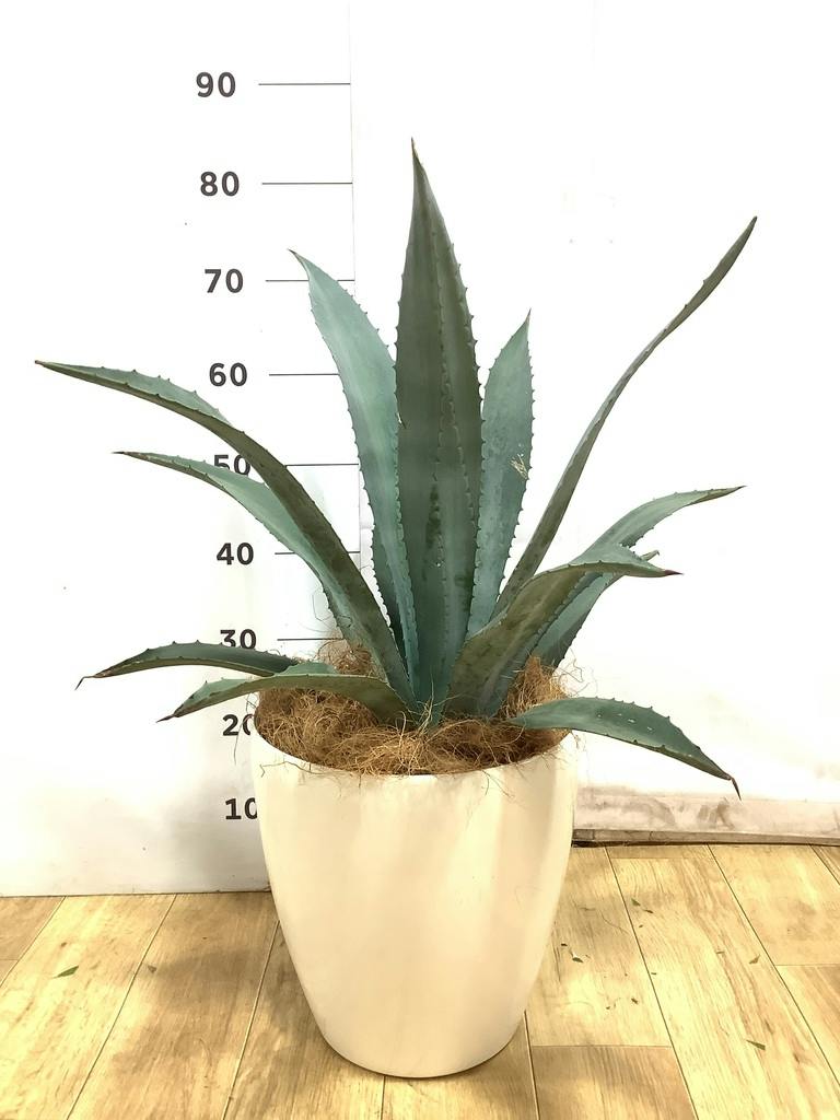 アガベ 8号 | 観葉植物 | インテリアやギフトに - Hitohana（ひとはな）