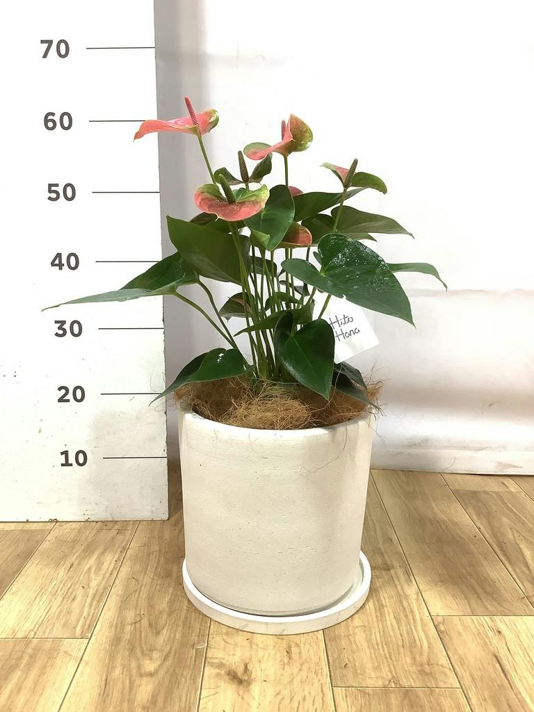 アンスリウム 8号 | 観葉植物 | 送料無料でお届け - Hitohana（ひとはな）