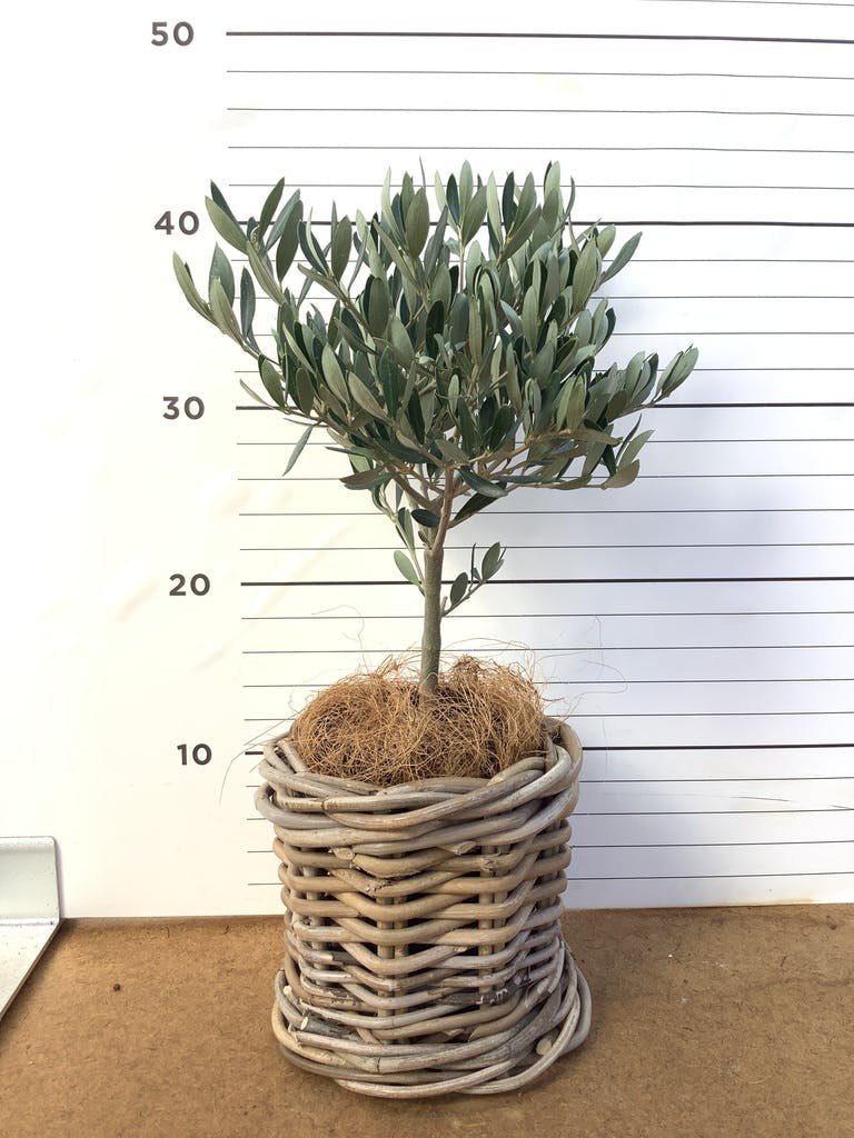 オリーブの木 デルモロッコ | 観葉植物通販HitoHana(ひとはな)