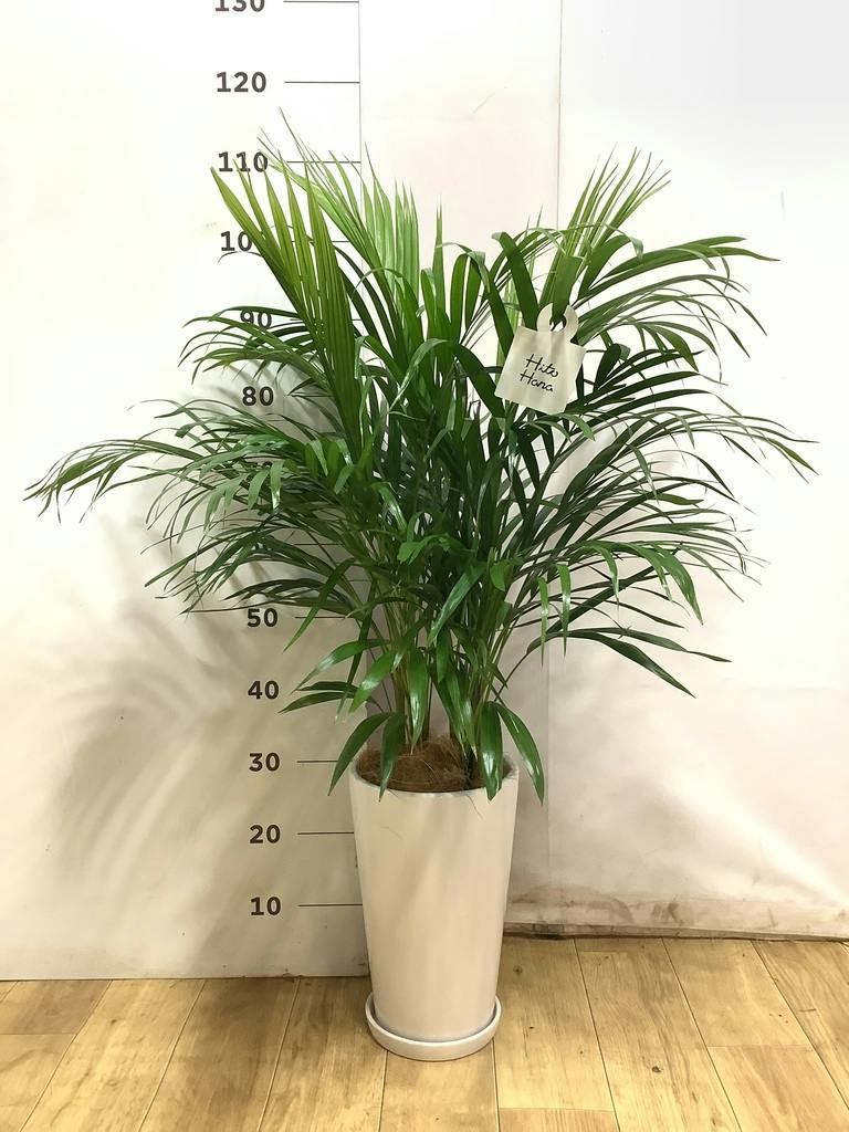 アレカヤシ 大型 | 観葉植物通販HitoHana(ひとはな)