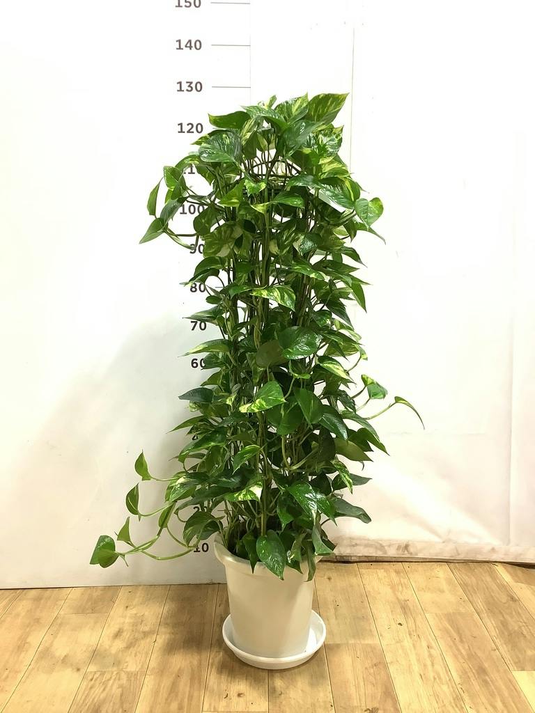 観葉植物 ポトス 8号 ファイバークレイ Gray 付き | 観葉植物なら