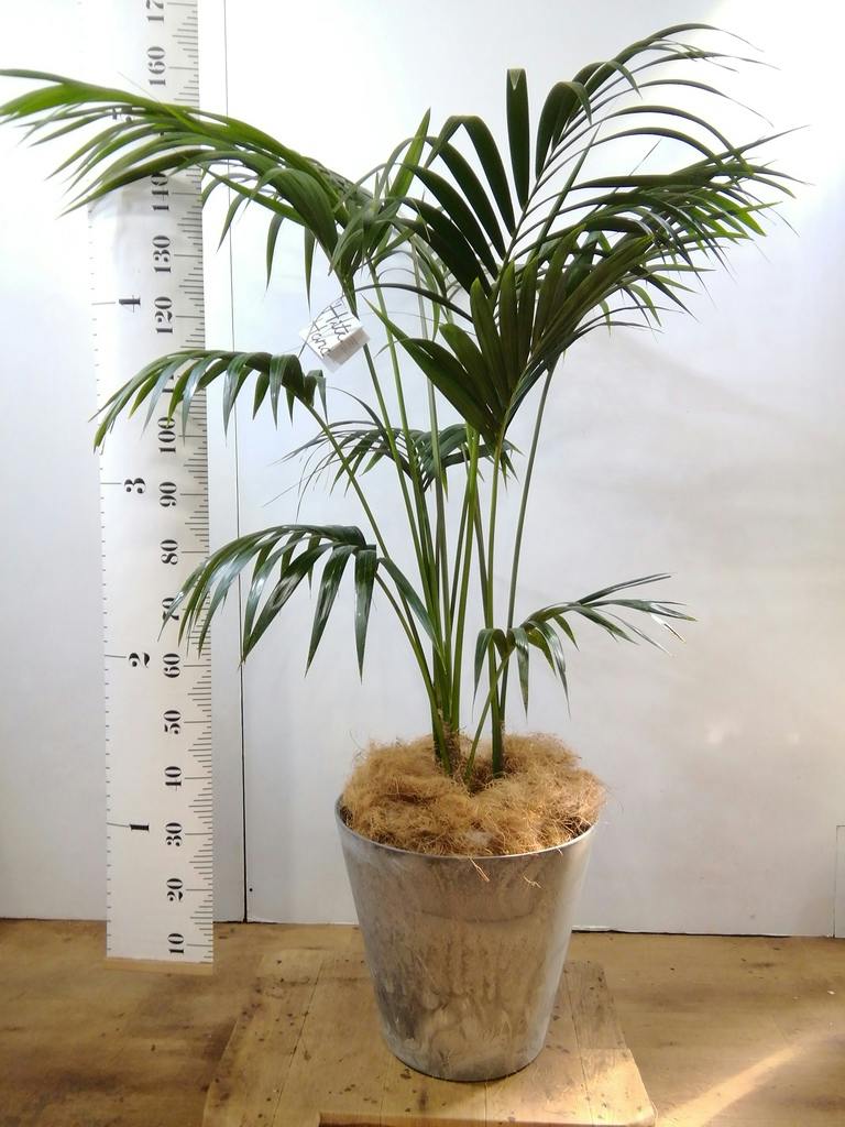 観葉植物 ケンチャヤシ 10号 プラスチック鉢 | 観葉植物ならHitoHana