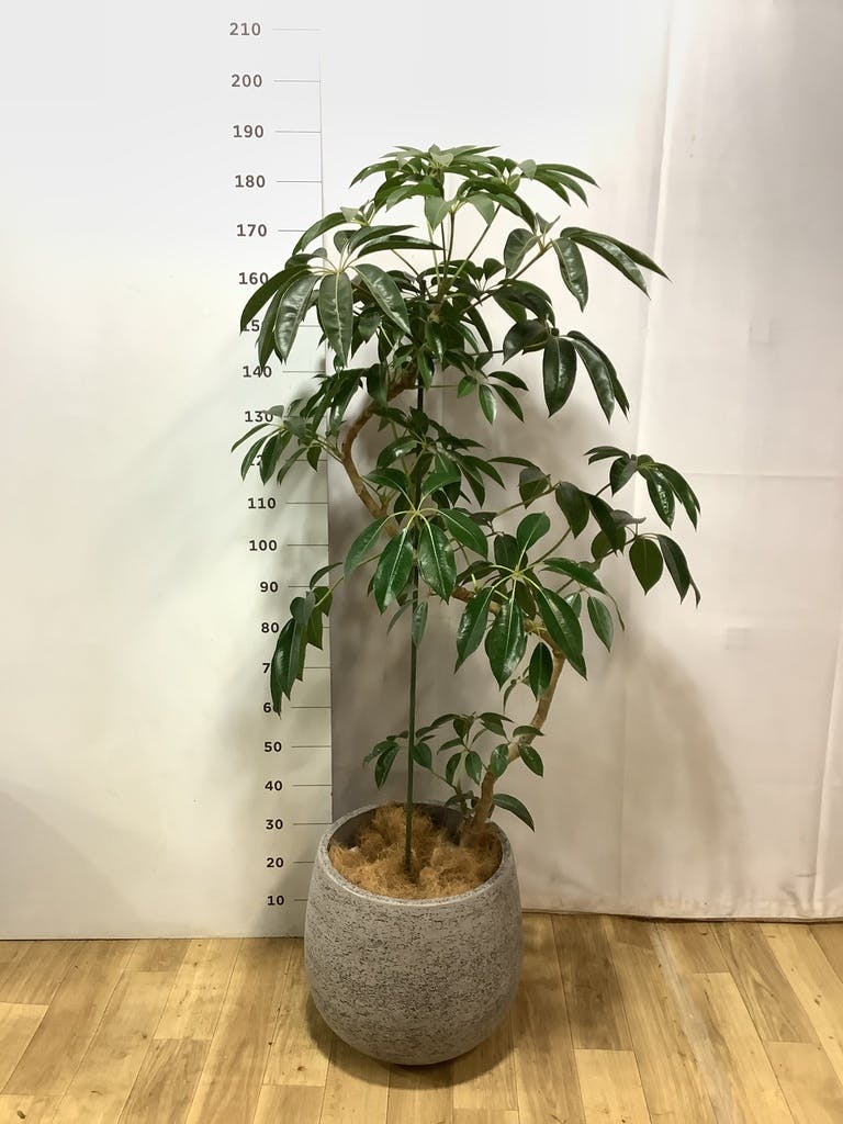 ツピダンサス | 観葉植物通販 HitoHana(ひとはな)