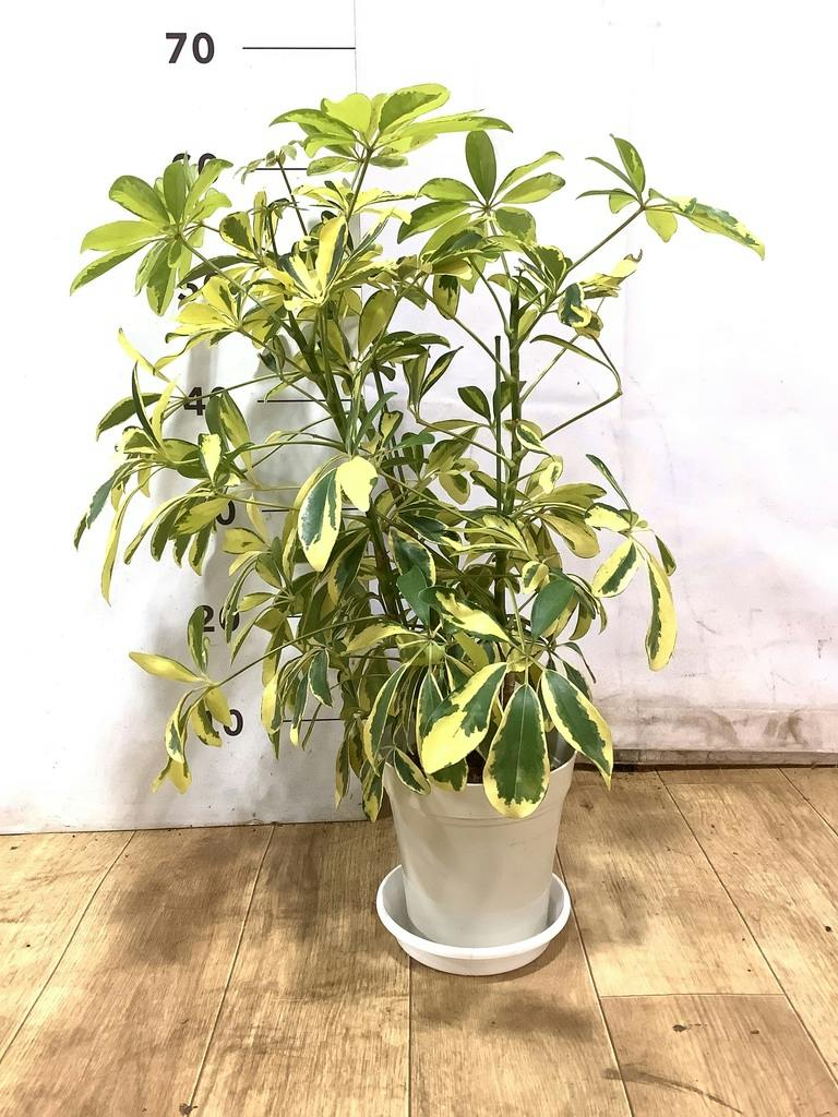 観葉植物 シェフレラ（カポック） 5号 斑入り プラスチック鉢 | 観葉