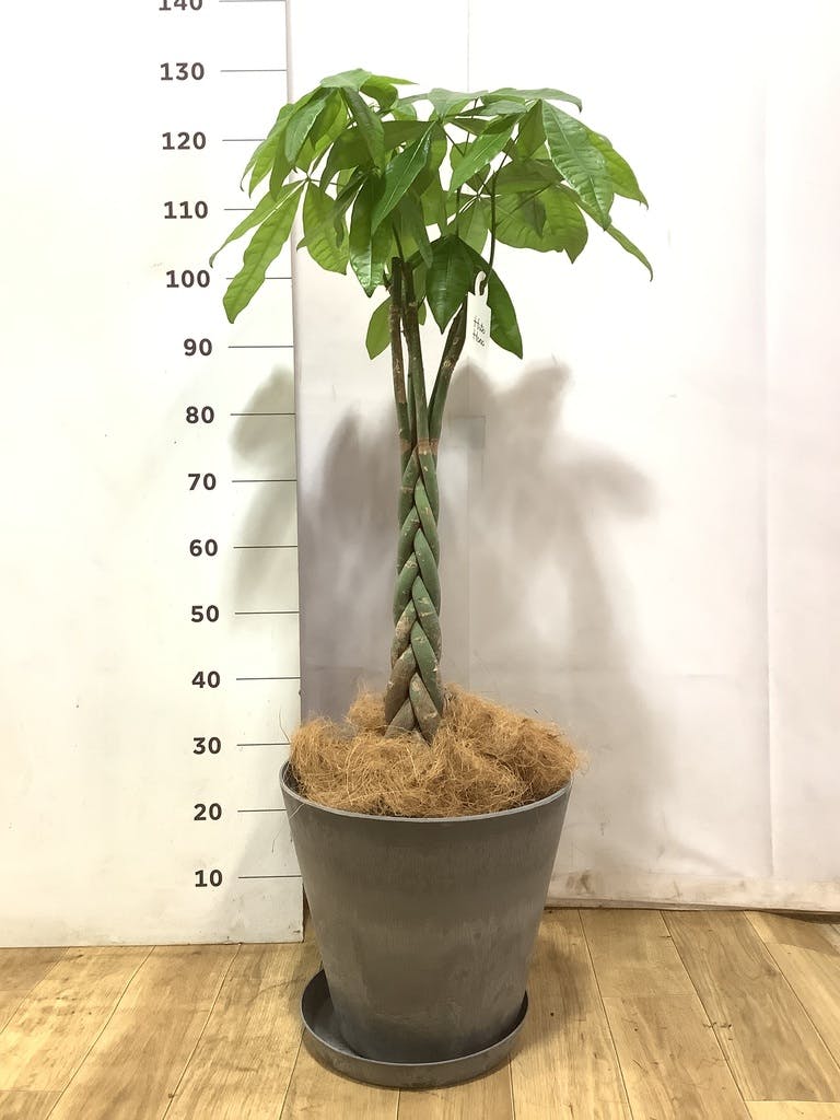 パキラ 観葉植物 ねじり幹 ホワイト鉢　8号　140センチ 現品 観葉植物 パキラ 8号 ねじり プラスチック鉢 | 観葉植物ならHitoHana