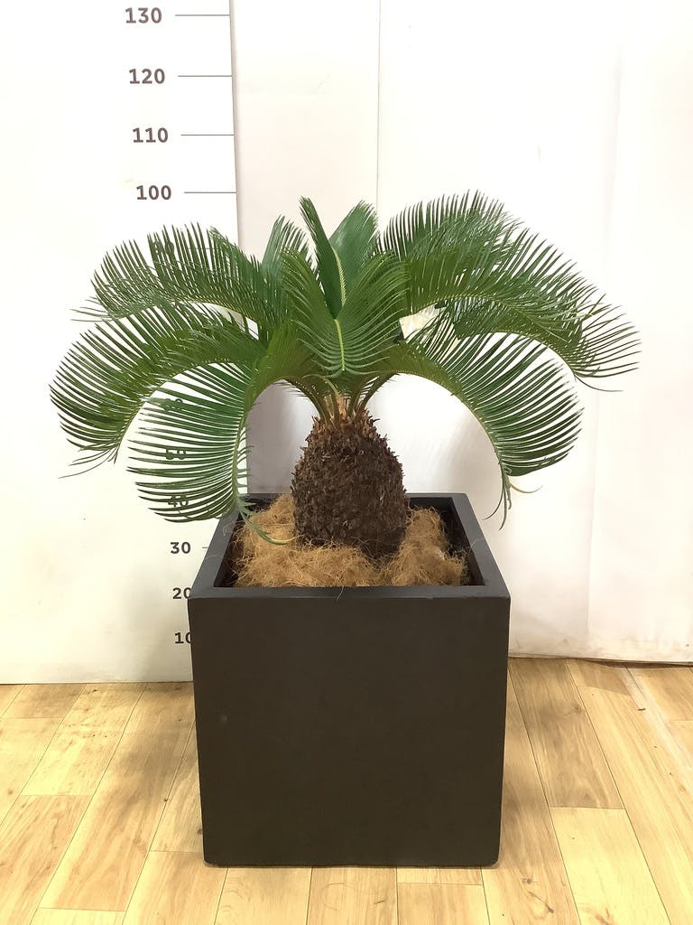 ソテツ 10号 | 観葉植物 | インテリアやギフトに - Hitohana（ひとはな）