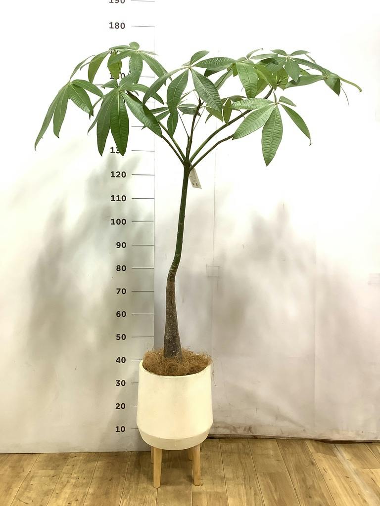 観葉植物 パキラ 7号 パラソル アートストーン ラウンド グレー 付き
